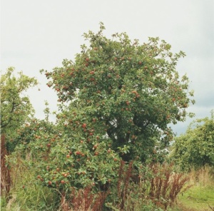 Hannah Collins_Apple tree Lampeter Wales from The Fragile Feast